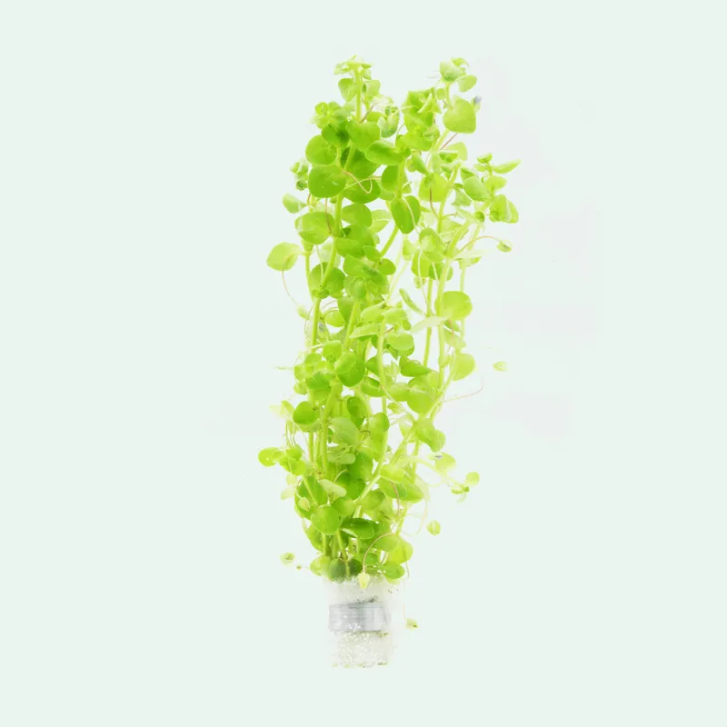 Bacopa Australis - SI