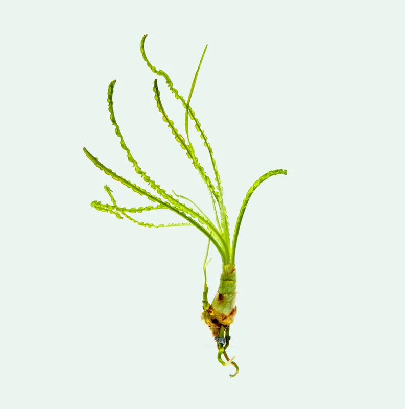 Crinum Calamistratum - ACW