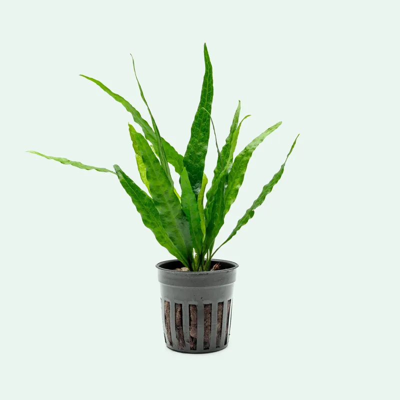 Microsorum Pteropus Narrow Leaf - WCA
