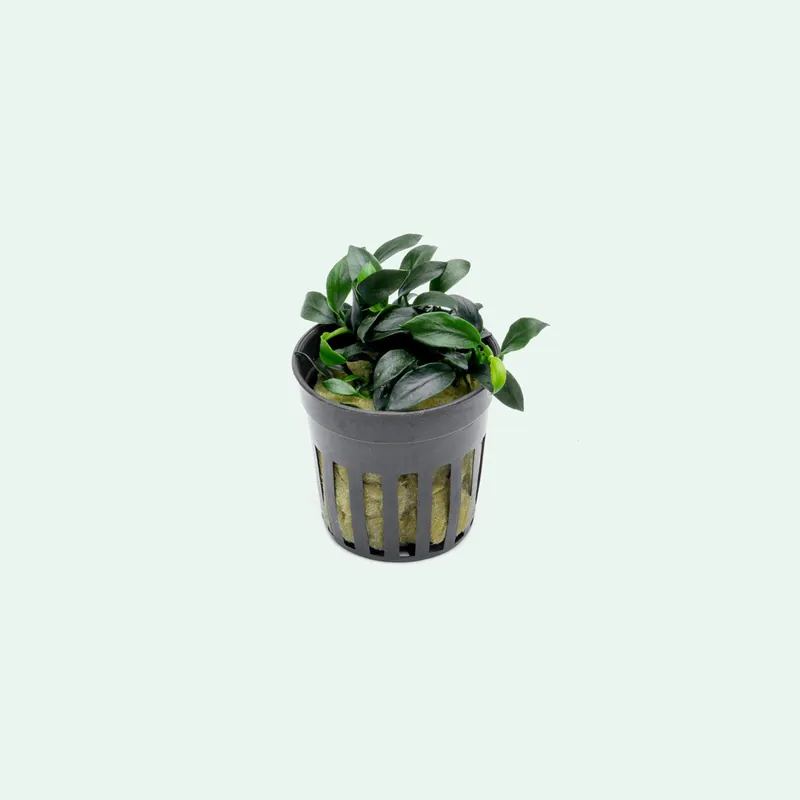 Anubias Nana Pangolino - SI