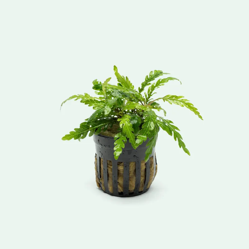 Hygrophila Pinnatifida - ACW