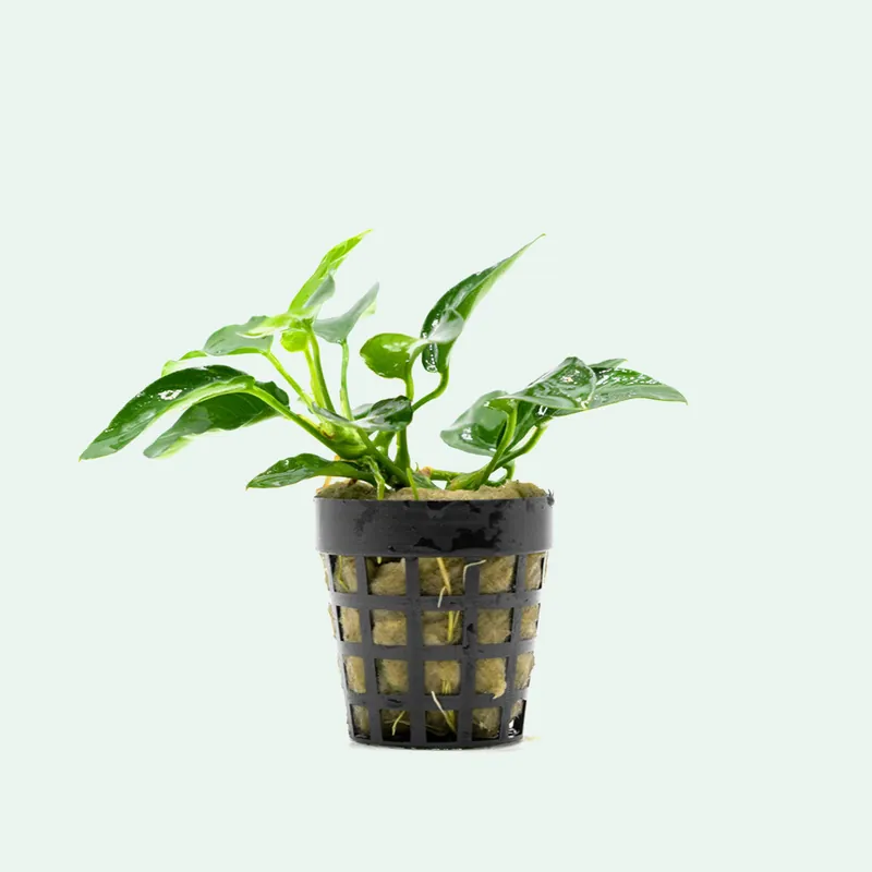 Anubias Nana Bonsai - CPA
