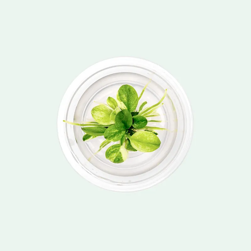 Anubias Nana Snow White - CPA