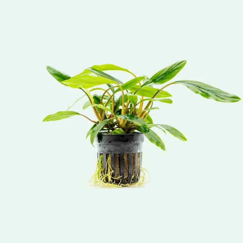 Homalomena Sekadau South - CPA