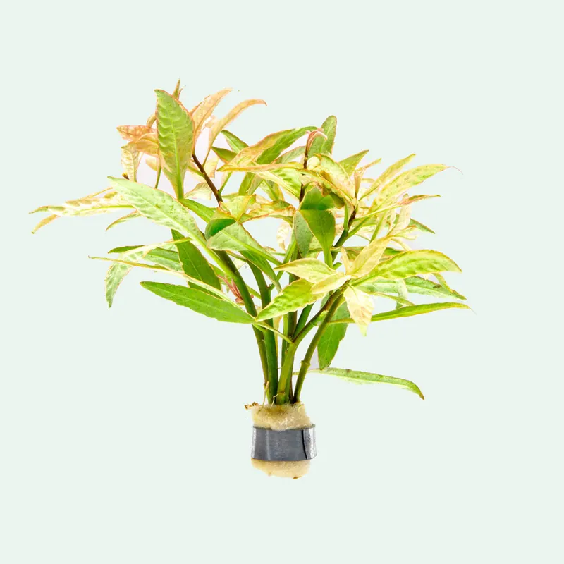 Ludwigia White - CPA