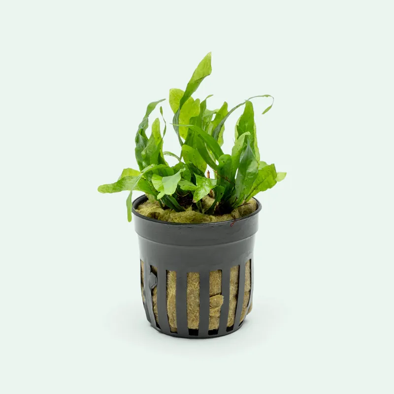 Microsorum Pteropus Narrow Leaf Mini - CPA