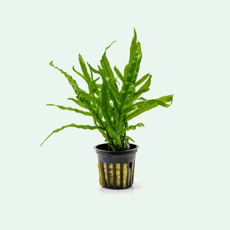 Microsorum Pteropus Trident - CPA