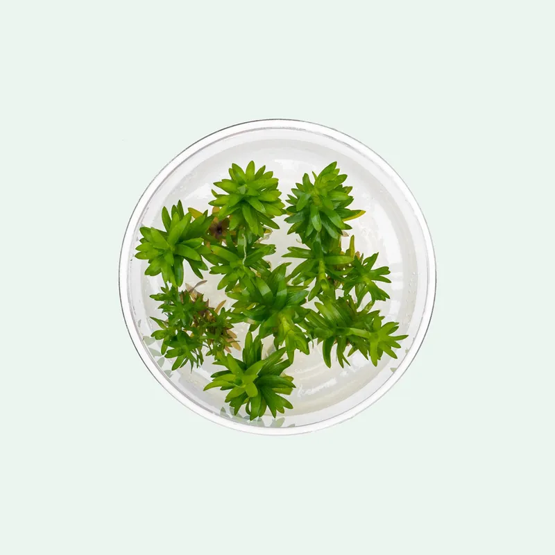 Tonina Fluviatilis - SI