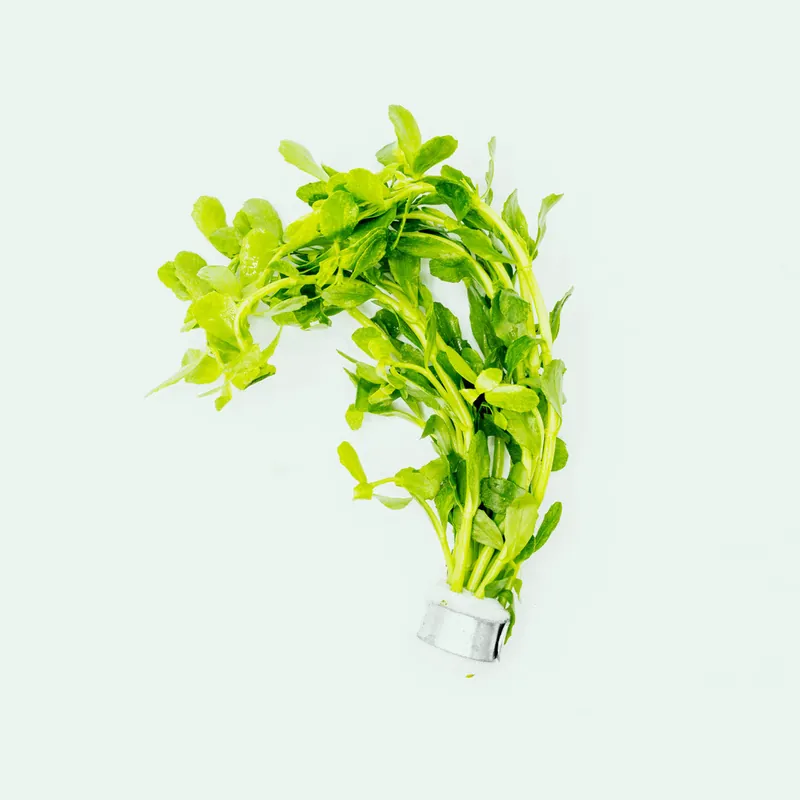 Bacopa Monnieri Variegatus - CPA