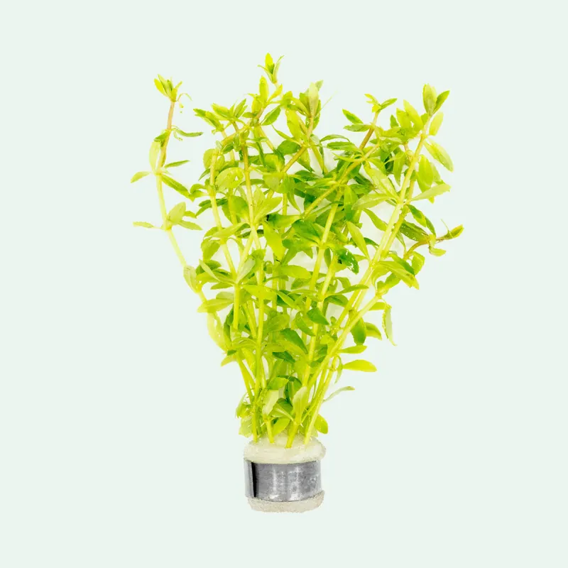 Limnophila Mini Vietnam - CPA