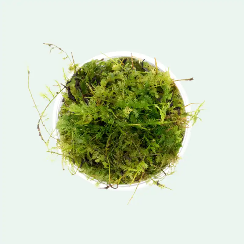 Little Triangle Moss - CPA