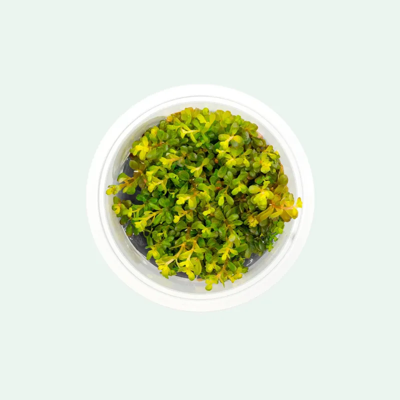 Rotala H'Ra - SI