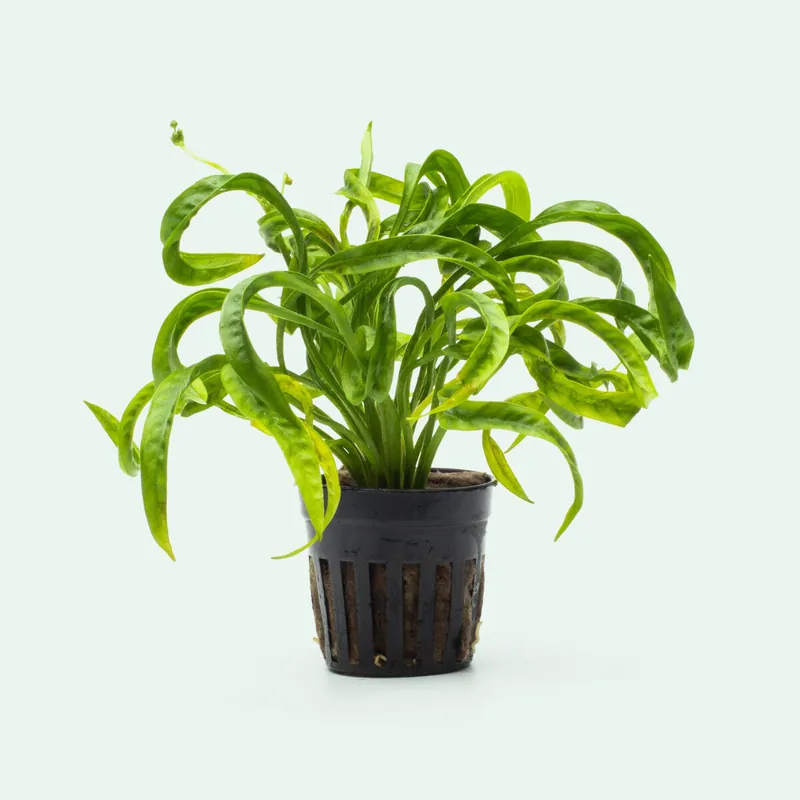 Helanthium Vesuvius - SI