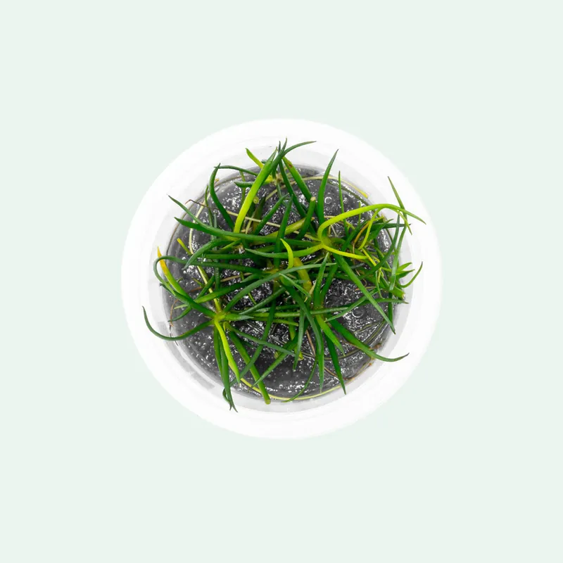 Littorella Uniflora - SI