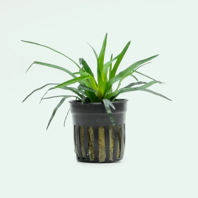 Eriocaulon Vietnam - SI