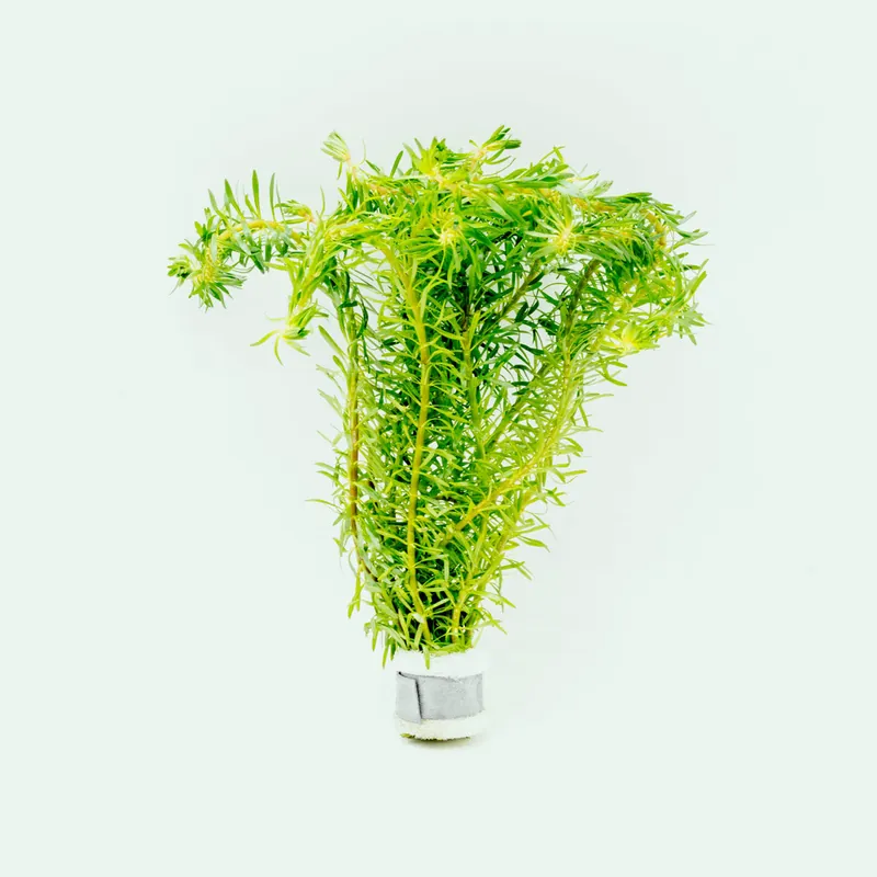 Rotala Bossii - CPA