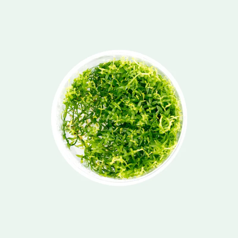 Gratiola Viscidula - CPA