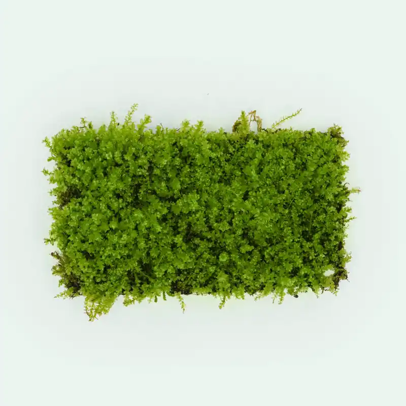 Pearl Moss - SI