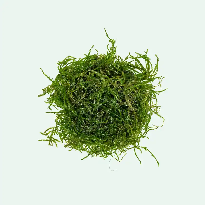 Flame Moss - WCA