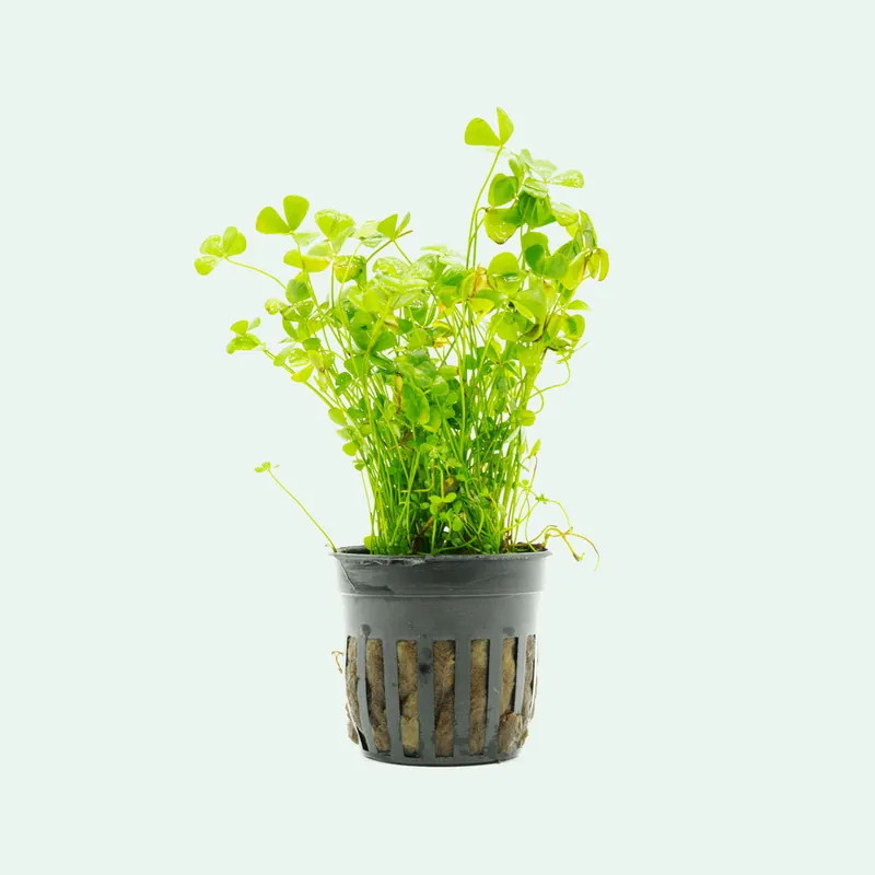 Marsilea Crenata - CPA