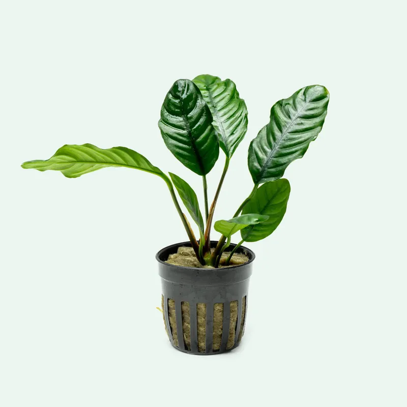 Anubias Barteri Coffeefolia - WCA