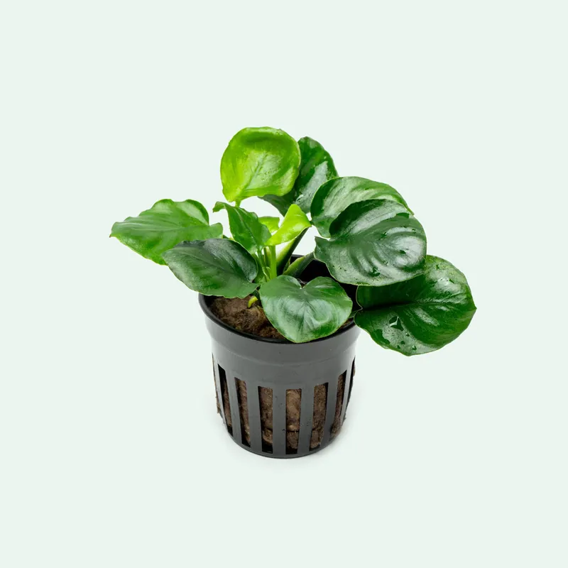 Anubias Round Leaf Golden Coin - WCA