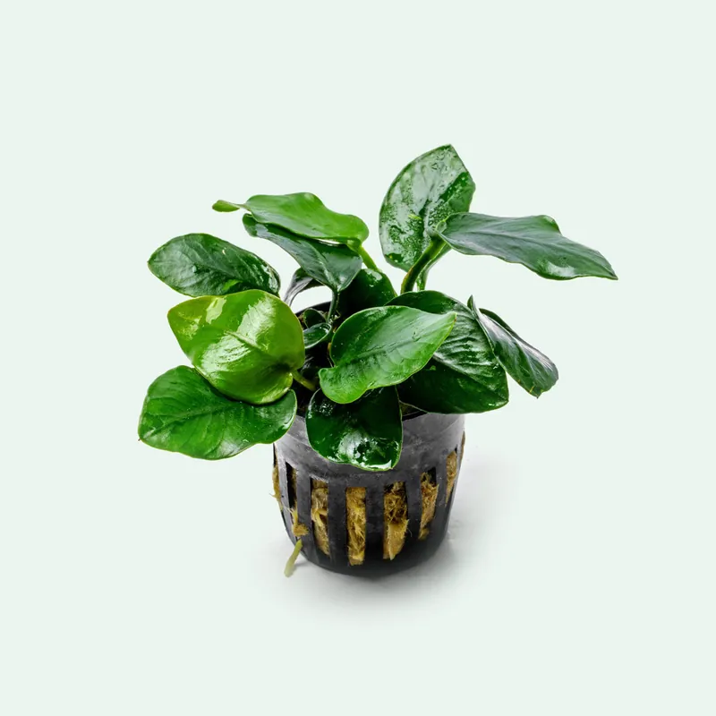 Anubias Nana Thick Leaf - WCA