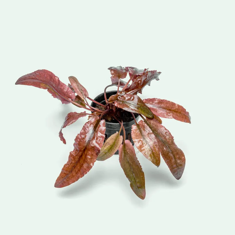 Cryptocoryne Flamingo - CPA
