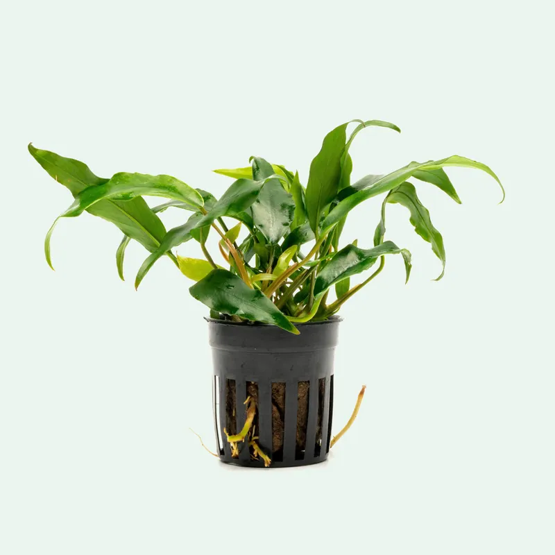 Anubias Minima - ACW