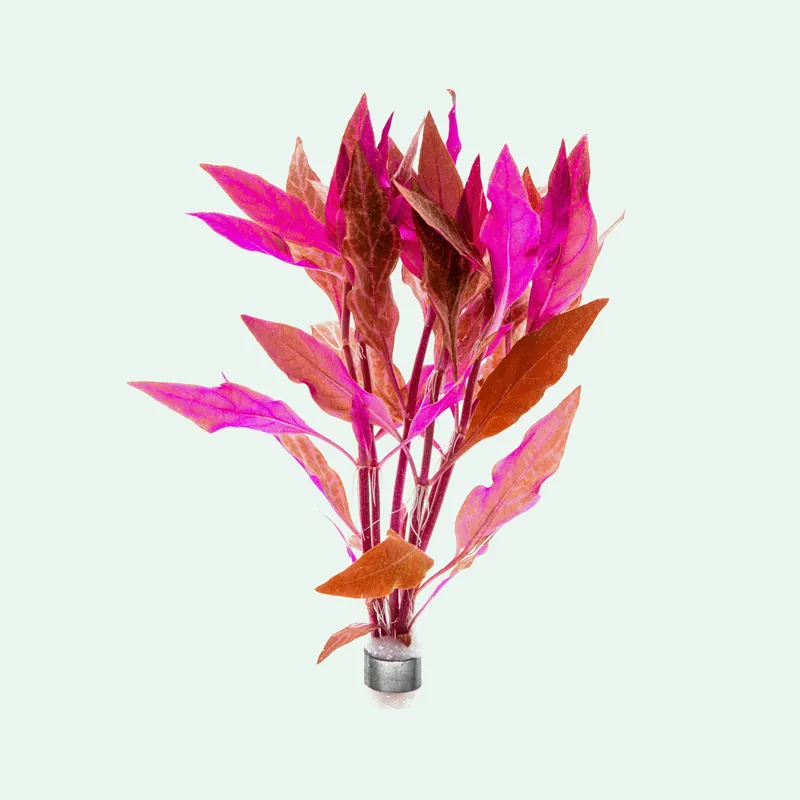 Alternanthera Reineckii Rosanervig - CPA