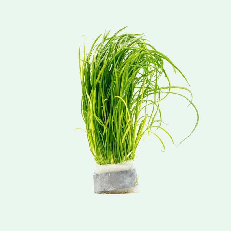 Isoetes Velata Var. Sicula - CPA