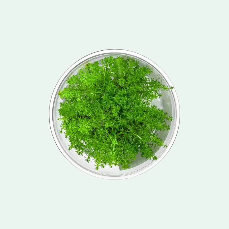 Myriophyllum Elatinoides 'Mini' - CPA