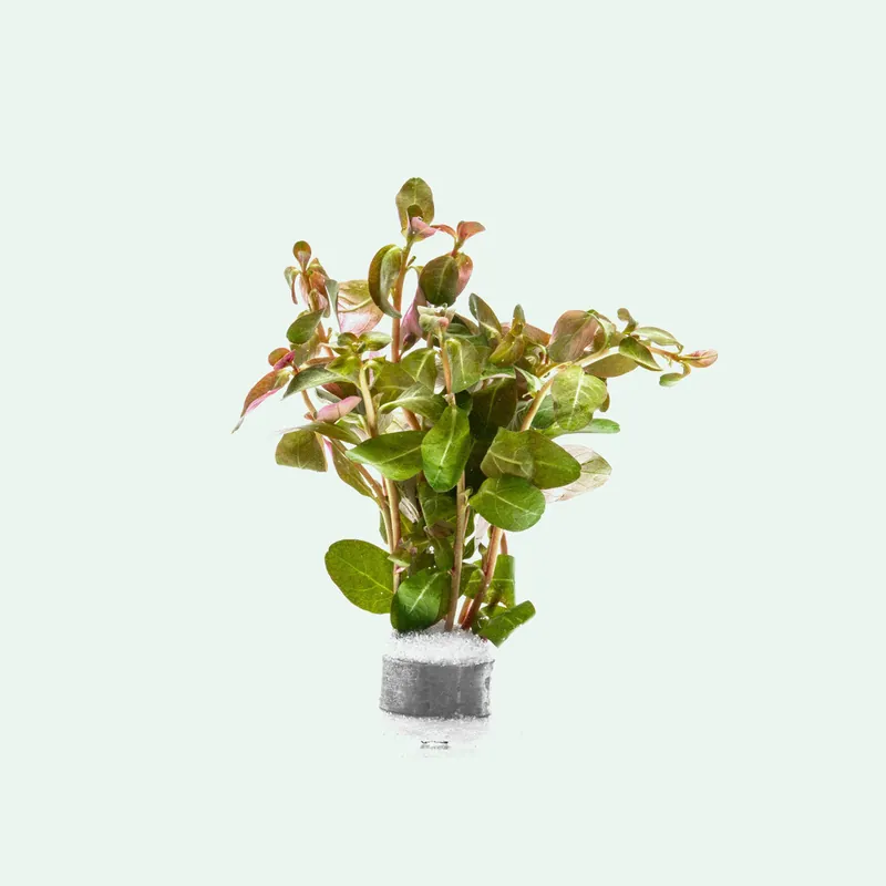 Ludwigia Senegalensis - CPA