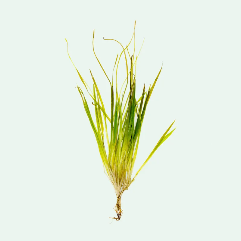 Blyxa Aubertii - SI