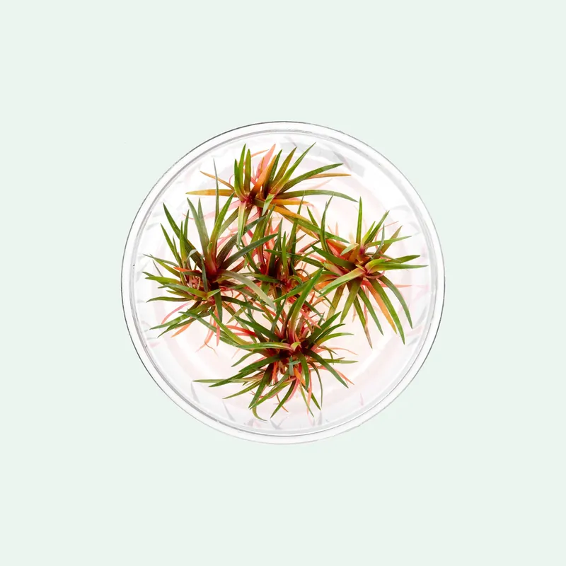 Eriocaulon Quinquangulare Red - SI
