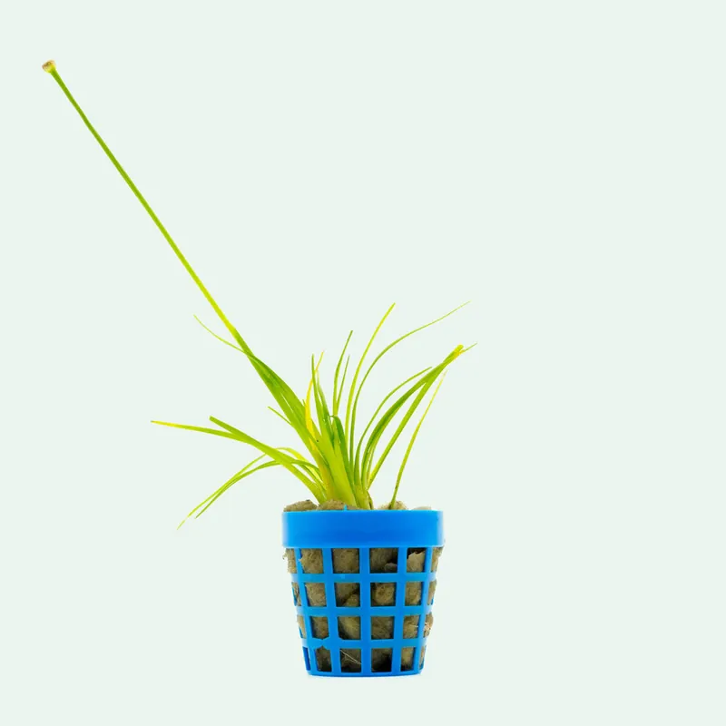Eriocaulon Dong Ha - SI