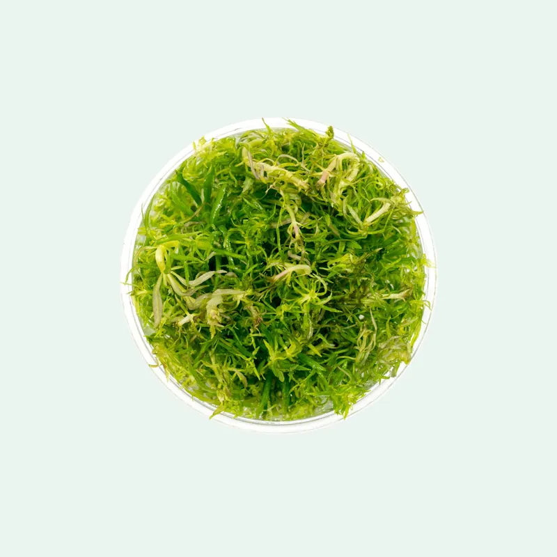 Eusteralis Stellata - CPA