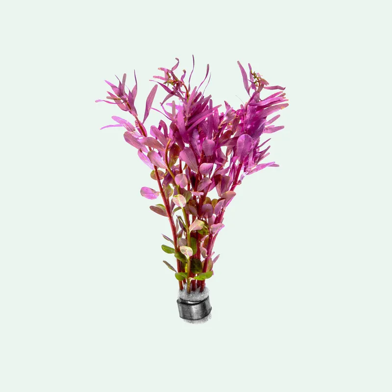 Rotala Rotundifolia Orange Juice - CPA