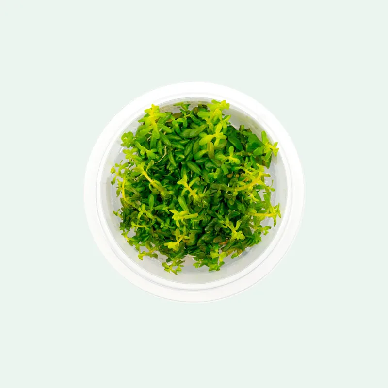 Rotala Rotundifolia - SI
