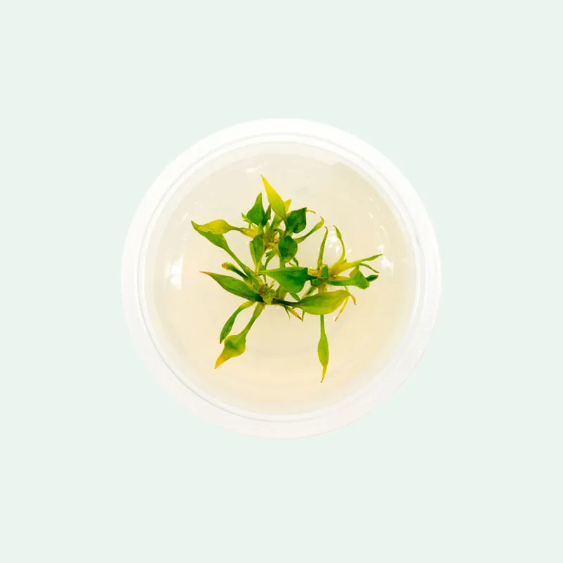 Cryptocoryne Pontederiifolia Tissue Culture - SI