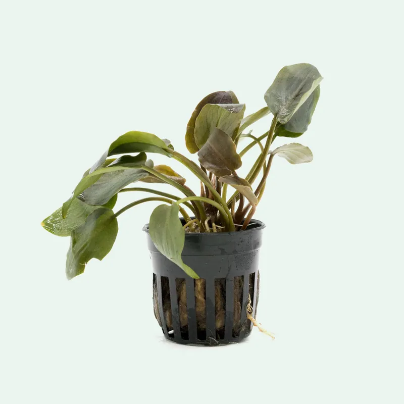 Lagenandra Meeboldii Red - WCA