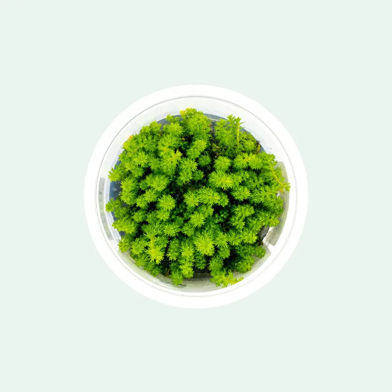 Myriophyllum Guyana - SI