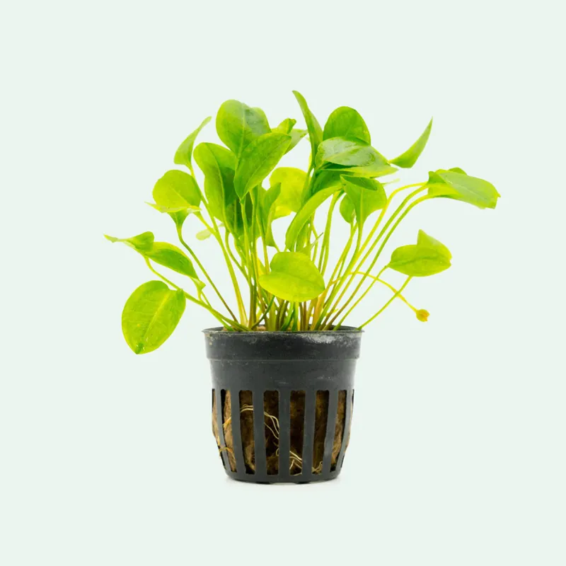 Ranalisma Rostratum - CPA