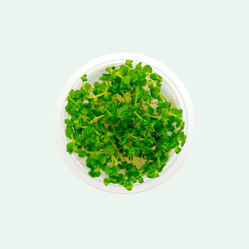 Lindernia Rotundifolia - SI