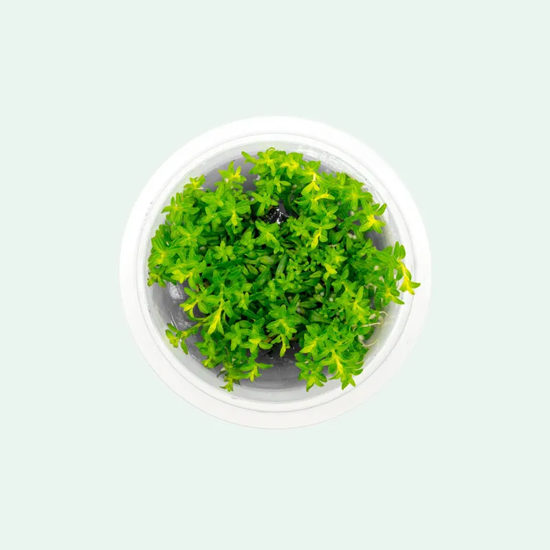 Ludwigia Inclinata Cuba - SI