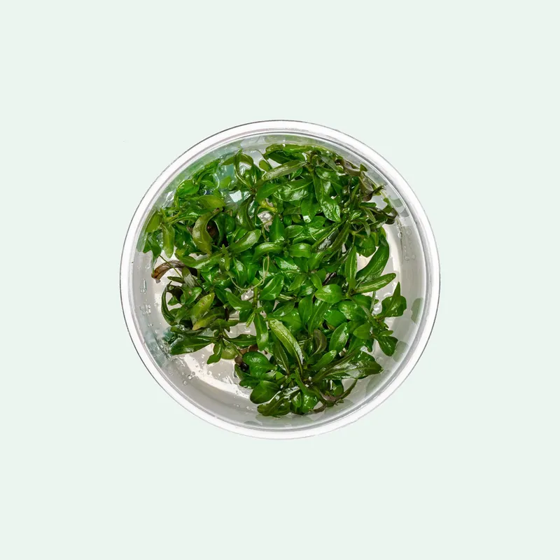 Hygrophila Lancea Araguaia - SI