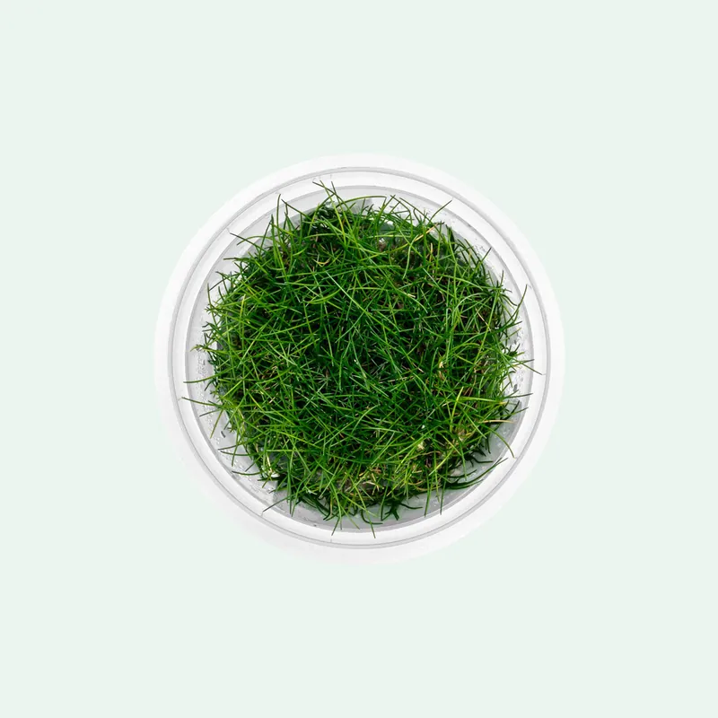Eleocharis Belem - SI