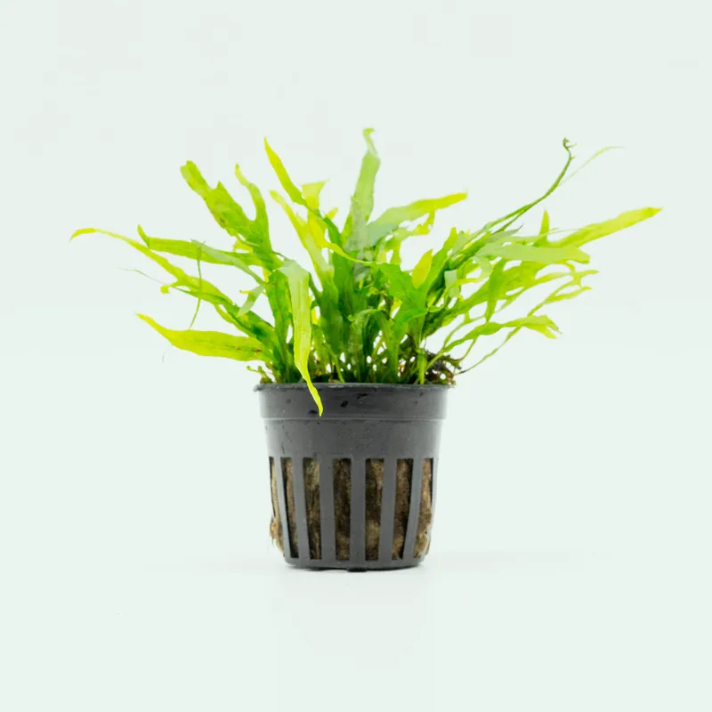 Microsorum Pteropus Trident Mini - CPA