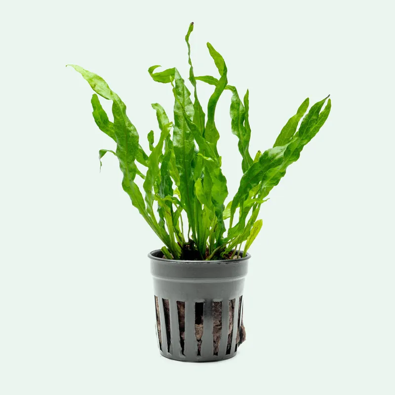 Microsorum Pteropus Flaming - CPA