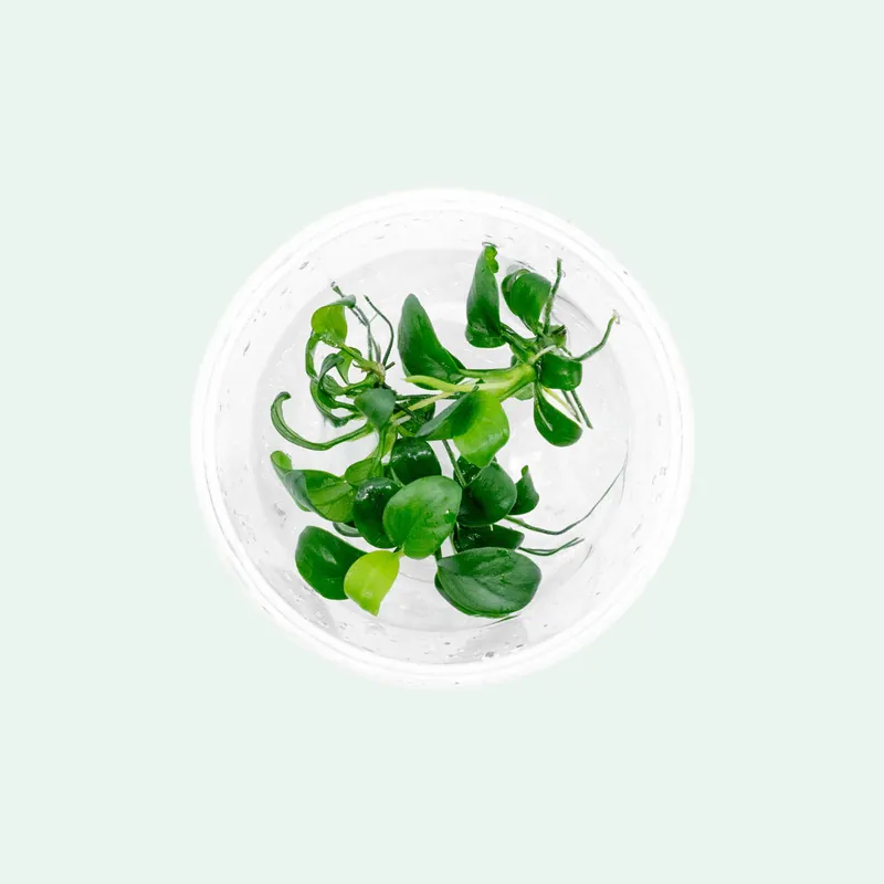 Anubias Nana Petite Tissue Culture - WCA